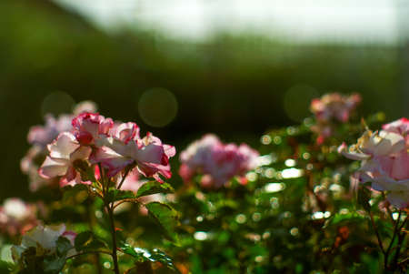 pink rose on a bush in the garden, in summer