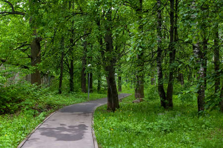 landscaped path among the trees in the park, in summer