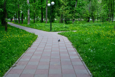 landscaped path among the trees in the park, in summerの写真素材