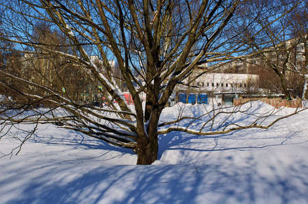 bright sunny day in the winter forest, Moscowの写真素材