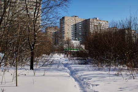 bright sunny day in the winter forest, Moscowの写真素材