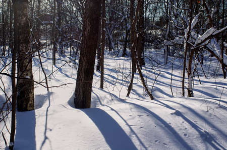 bright sunny day in the winter forest, Moscowの写真素材