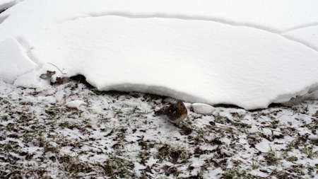 bird sits on warm ground, in winter