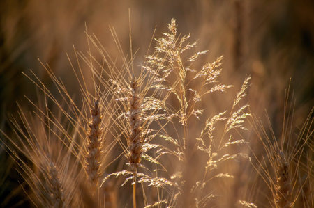 wheat field in summer on a clear evening, Russiaの写真素材