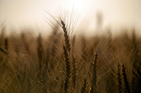 wheat field in summer on a clear evening, Russiaの写真素材
