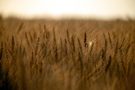 wheat field in summer on a clear evening, Russiaの写真素材