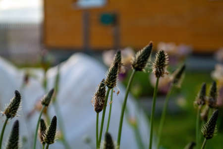wild grass in the garden