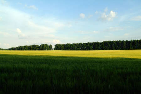 field with wheat on a clear day, in summerの写真素材