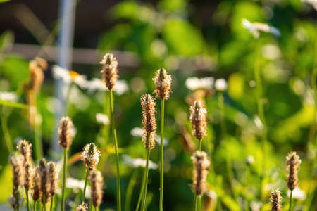 chamomile among the wild grass in the garden, in summerの写真素材