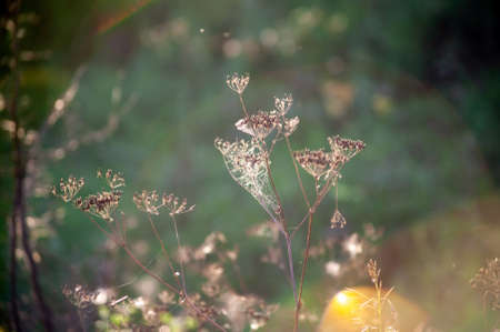 web on last year's grass, springの写真素材