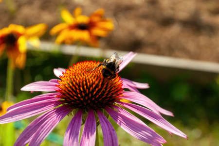 bumblebee collects pollen on a flower