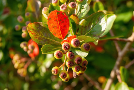unripe berries of chokeberry on bushes