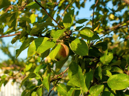 unripe apples on a branch in the garden, in summerの写真素材