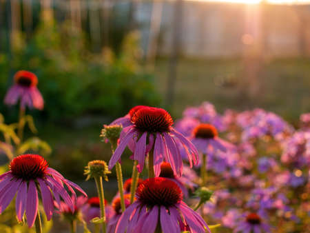 beautiful flowers in the garden at sunset, in summerの写真素材