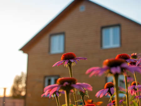 beautiful flowers in the garden at sunset, in summerの写真素材