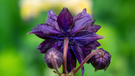 purple flower in the garden, in summerの写真素材