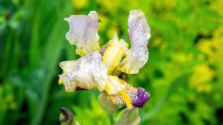 iris flowers in the garden, in summerの写真素材
