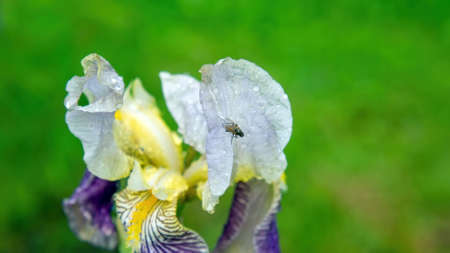 iris flowers in the garden, in summer