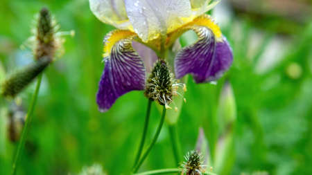 iris flowers in the garden, in summerの写真素材