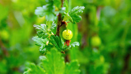 gooseberry berries on a branch in the garden, in summerの写真素材