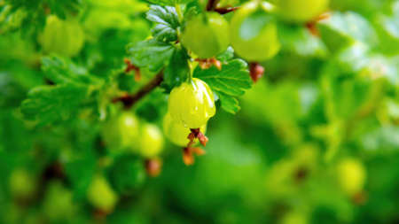 gooseberry berries on a branch in the garden, in summerの写真素材