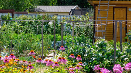 cucumbers and tomatoes grow in the village, in summerの写真素材