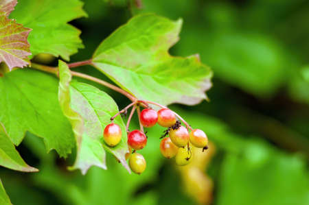 viburnum berries on branches in the garden, in summer