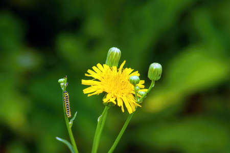 caterpillar crawls along the stem of a yellow flower, in summerの写真素材
