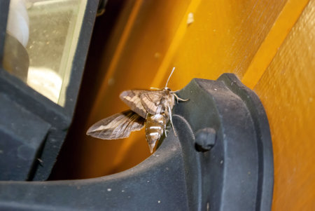 night moth sits on the wall of the house, in summerの写真素材