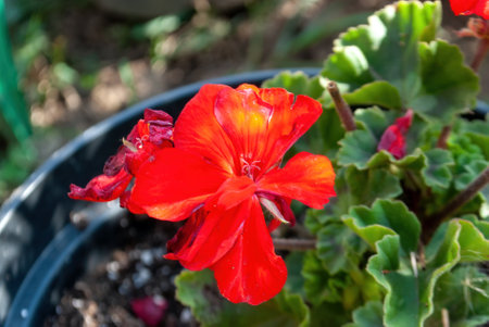 red flower in a pot outside, in summer