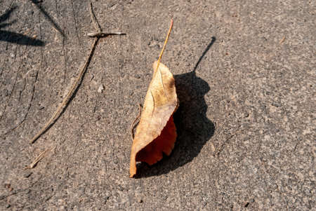 dry leaf lies on a path in the garden, in summer