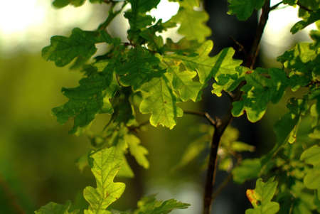 sunlight penetrates through oak leaves in the forest, in summer