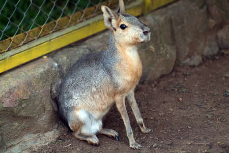 mara sits in a cage in the zoo, in the summer