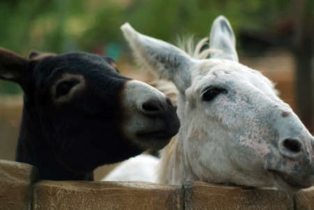black and white donkeys in the zoo, in summerの写真素材