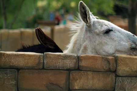 black and white donkeys in the zoo, in summerの写真素材