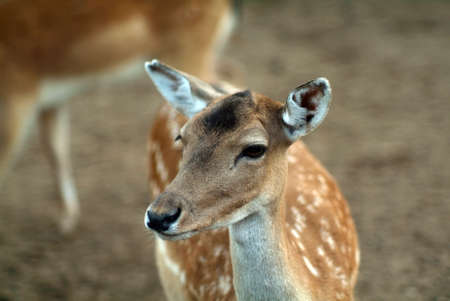 small hornless deer in the zoo, in summerの写真素材
