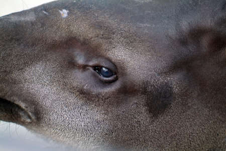 tapir walks in the zoo, in summer