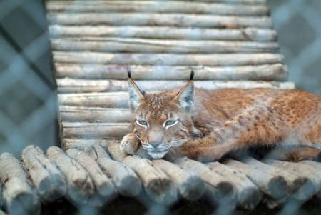 lynx near his house in the zoo, in the summer