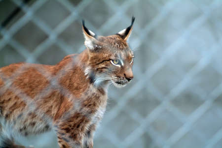 lynx near his house in the zoo, in the summerの写真素材