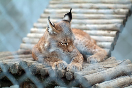 lynx near his house in the zoo, in the summerの写真素材
