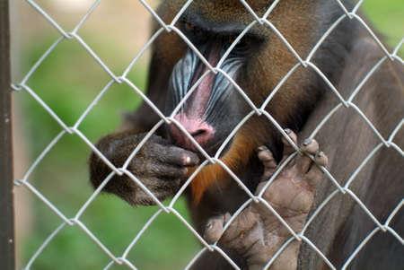 funny monkey eats fruit at the zoo, in summerの写真素材