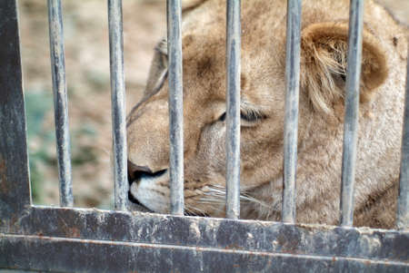 lions behind bars in the zoo, in the summerの写真素材
