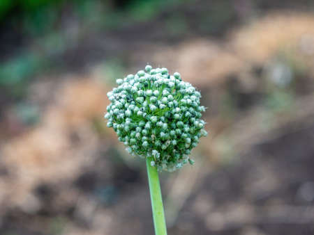 onion seeds in a bed, in summer