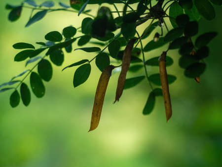 acacia seeds on a tree, in summerの写真素材