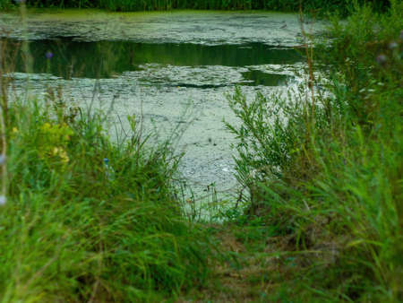 tree-covered bank of a small river in summer