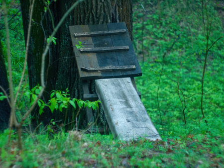 hut in the forest after rain, springの写真素材