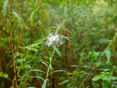 white fluffy seeds on the grass, in spring