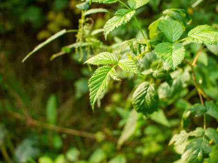 young leaves on bushes in the forest, in springの写真素材