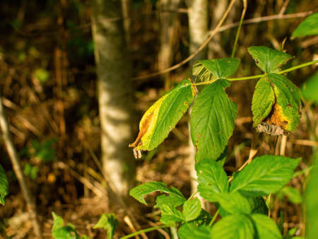young leaves on bushes in the forest, in spring