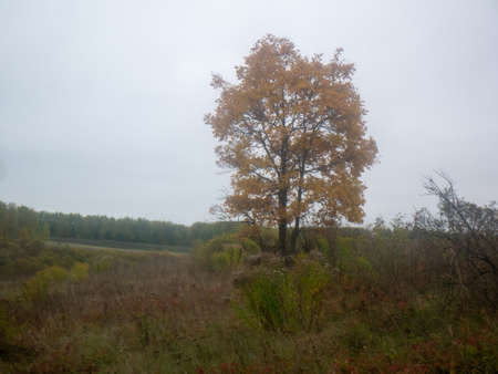 landscape on a cloudy autumn day, central Russia